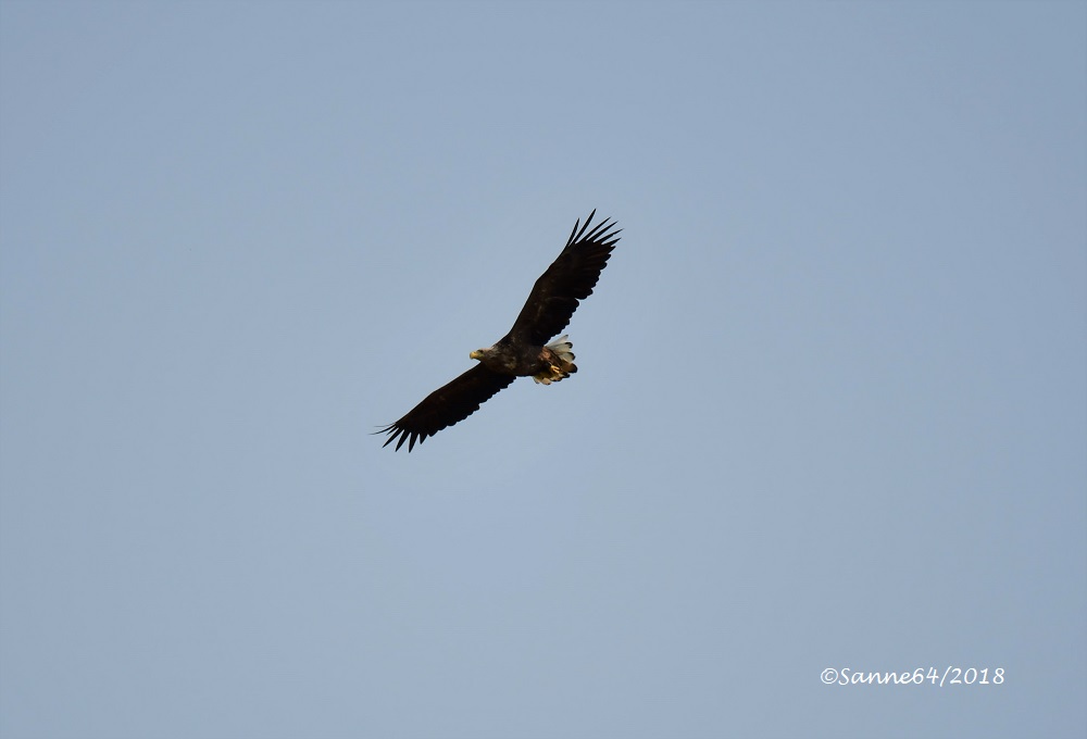 Seeadler