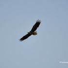 Seeadler