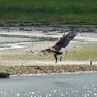   Seeadler  