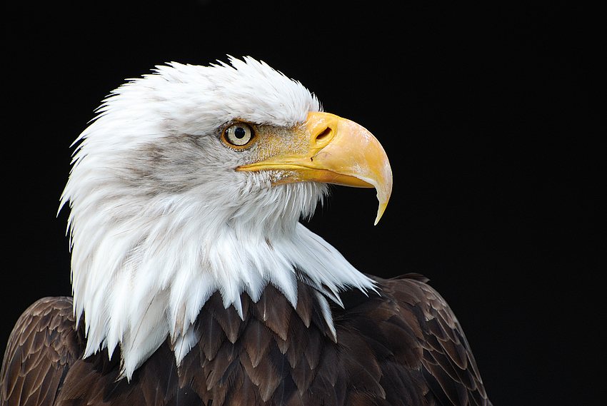 Seeadler