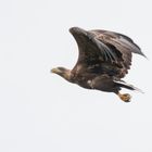 Seeadler ...