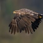 Seeadler