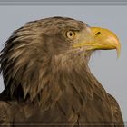 Seeadler