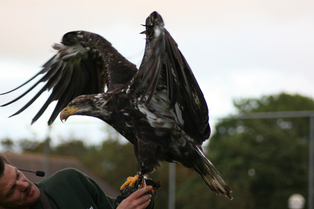 Seeadler