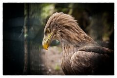 Seeadler