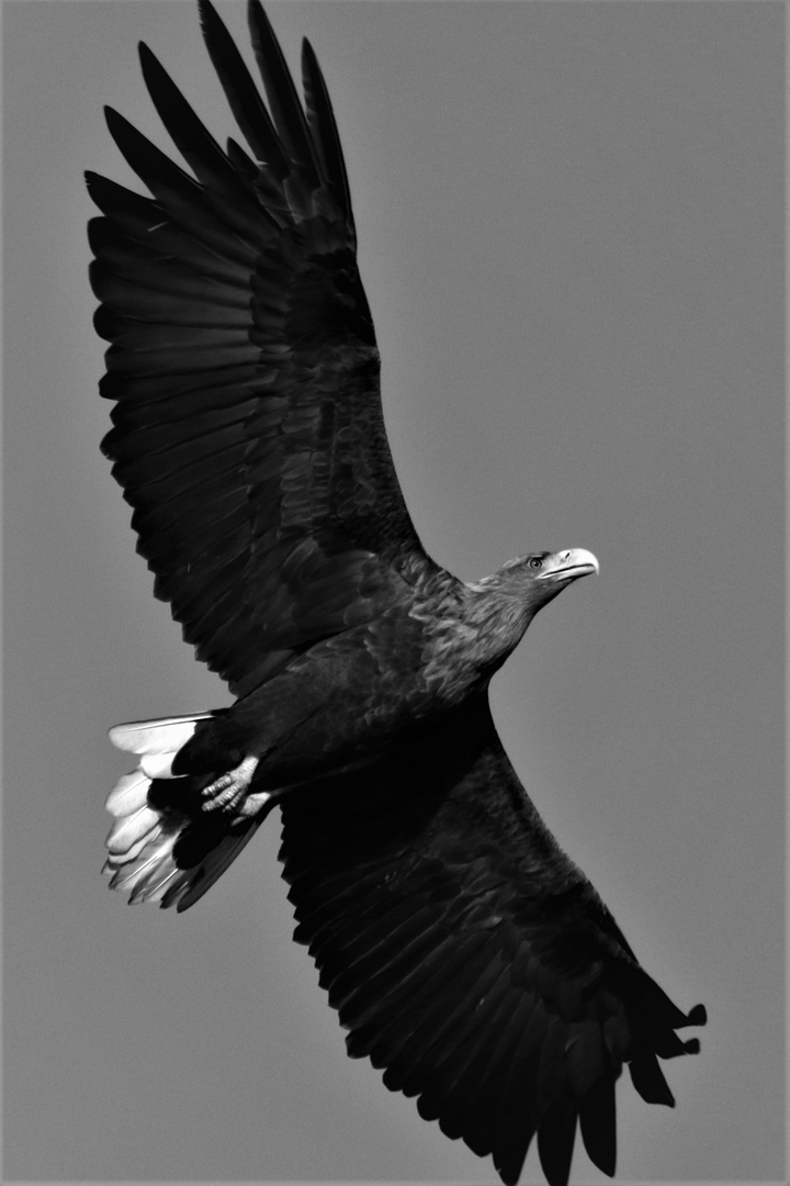 Seeadler