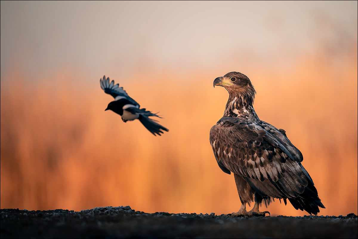 Seeadler