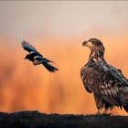 Seeadler