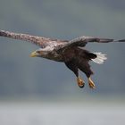 Seeadler