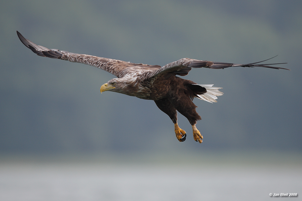 Seeadler