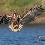 Seeadler