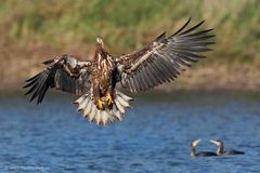 Seeadler