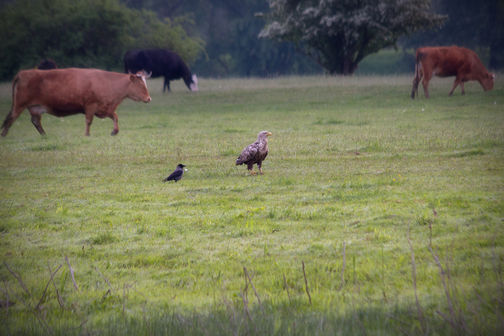 Seeadler