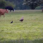 Seeadler