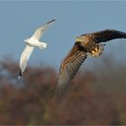 Seeadler 