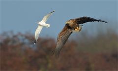 Seeadler 