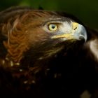 Seeadler 3