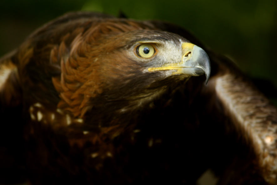 Seeadler 3