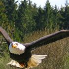 Seeadler 3