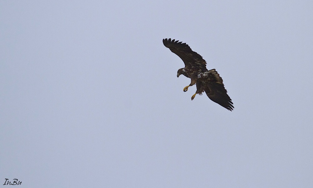 Seeadler 3