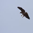 Seeadler 3