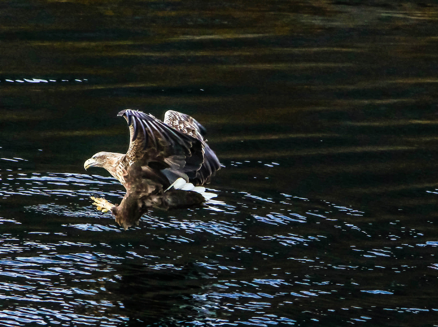 Seeadler 3