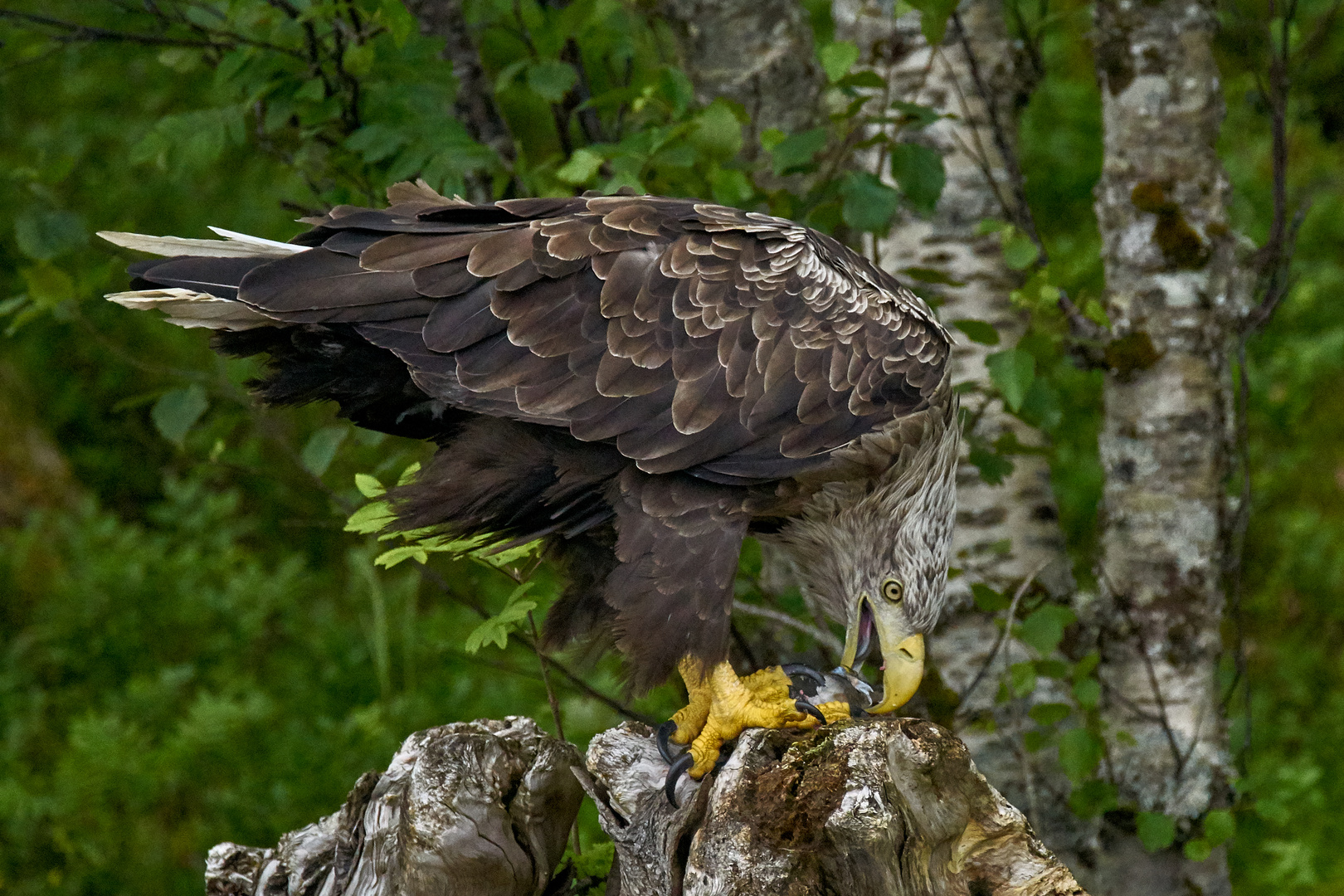 Seeadler 3