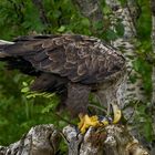 Seeadler 3