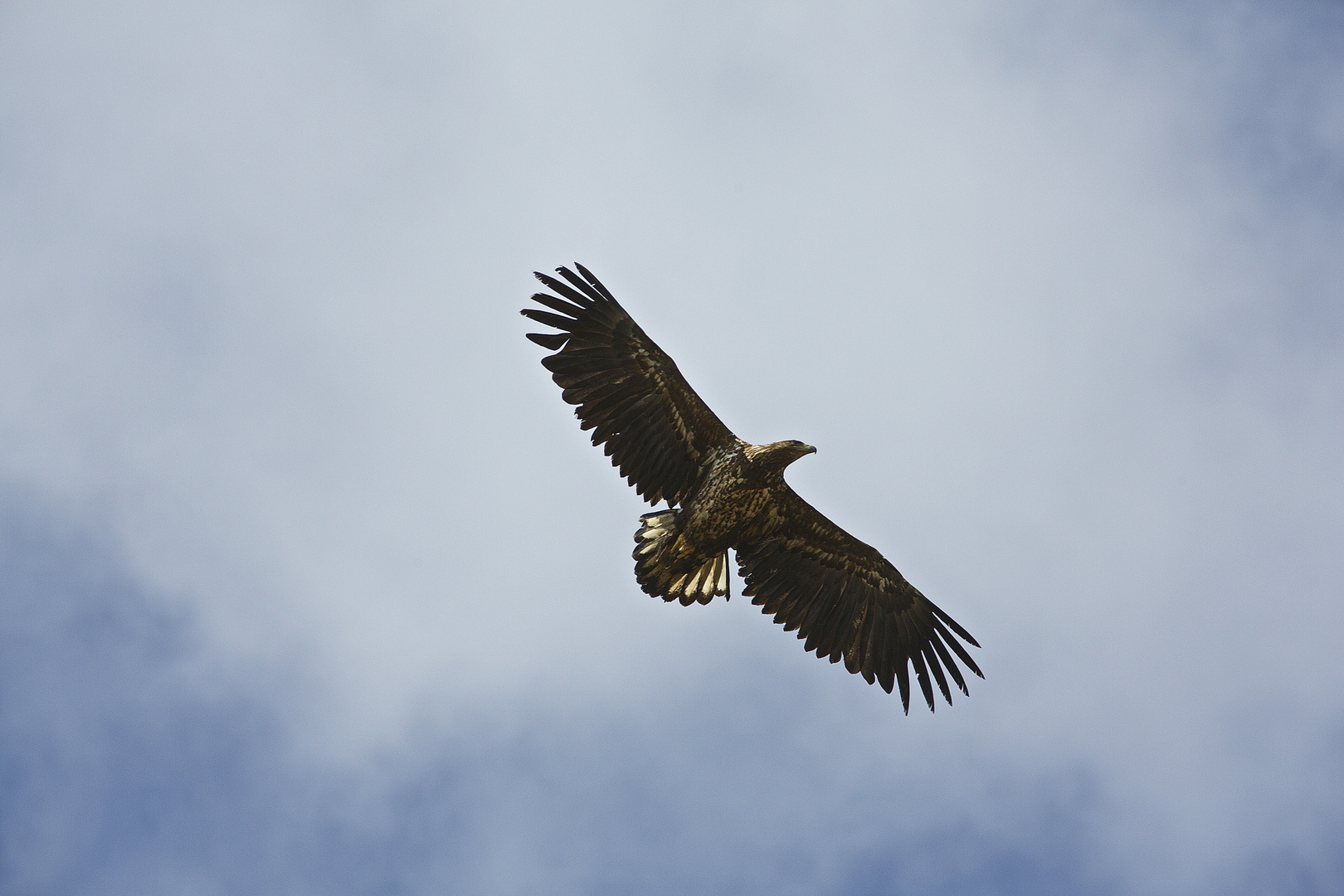 Seeadler (3)