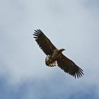 Seeadler (3)