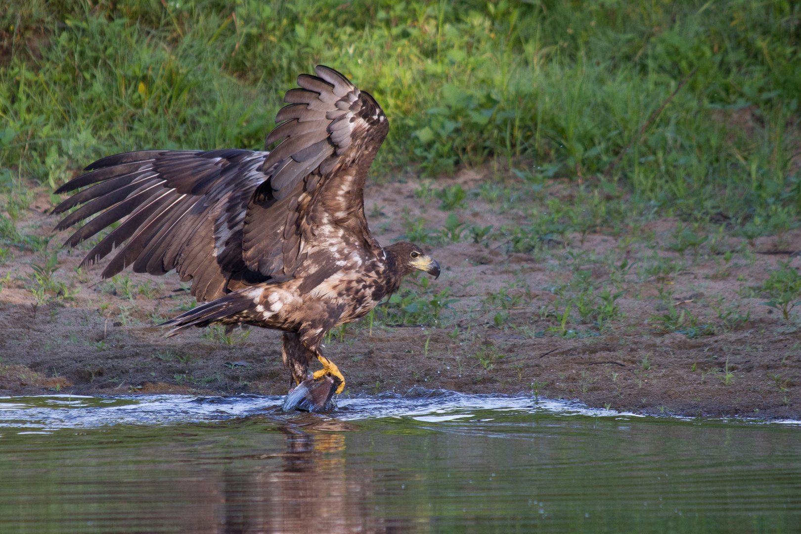 Seeadler 3