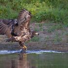 Seeadler 3