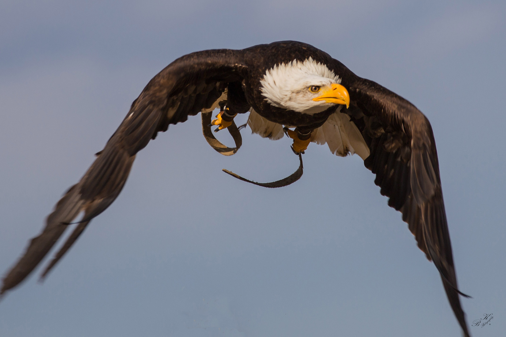 Seeadler 3