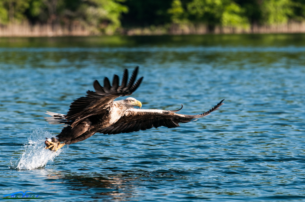 Seeadler 3