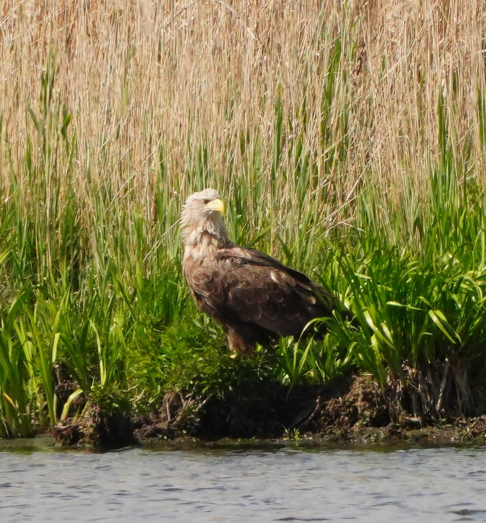 Seeadler 3