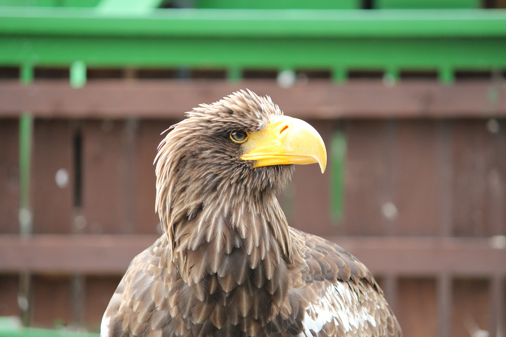 Seeadler