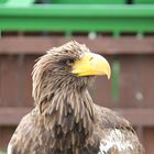 Seeadler