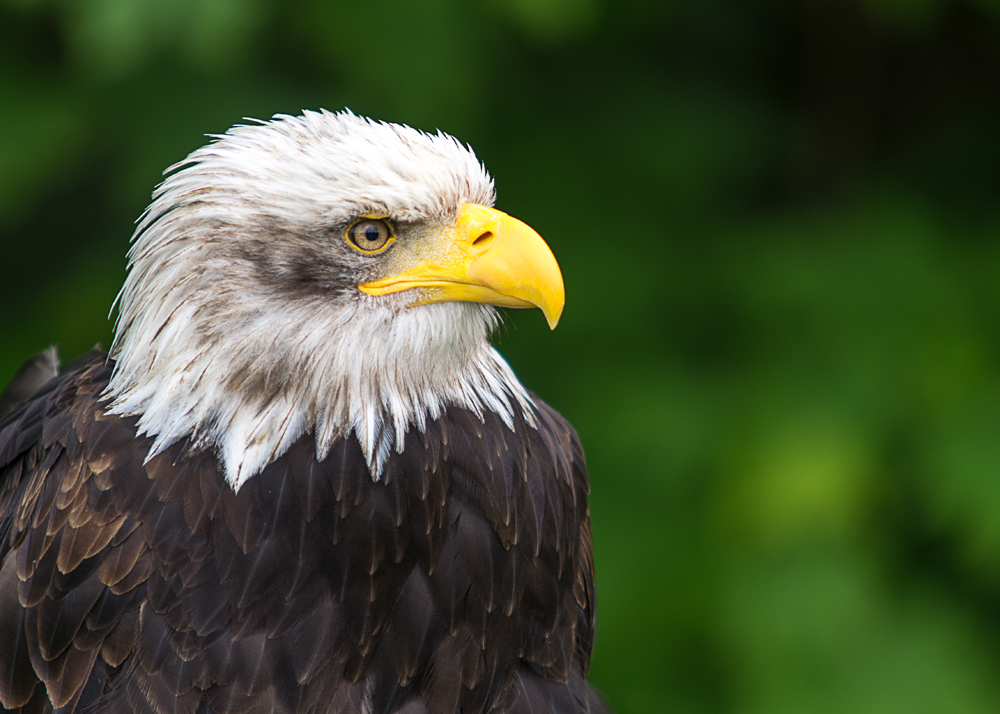 Seeadler