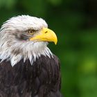 Seeadler