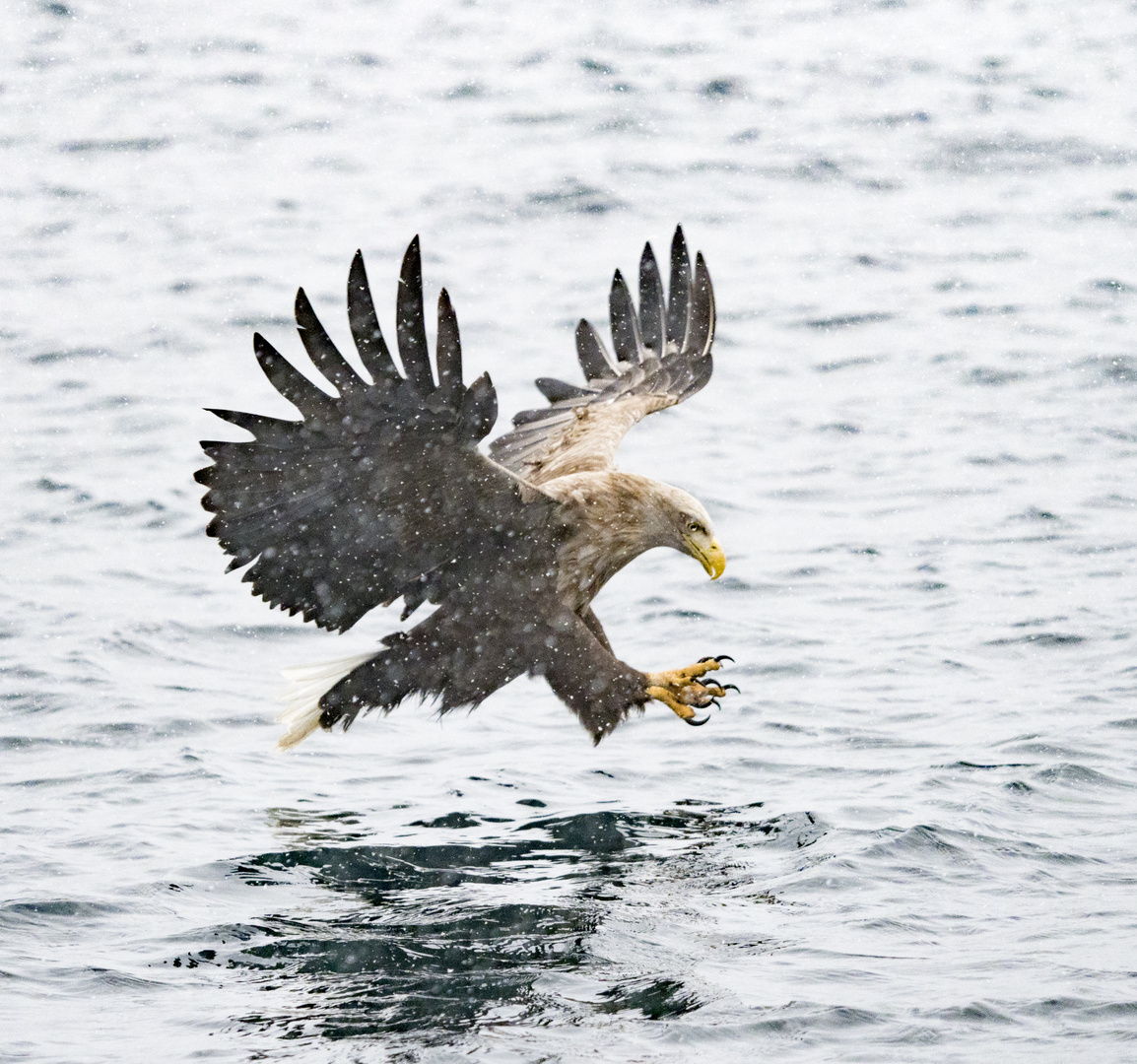 Seeadler