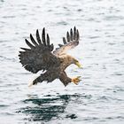 Seeadler