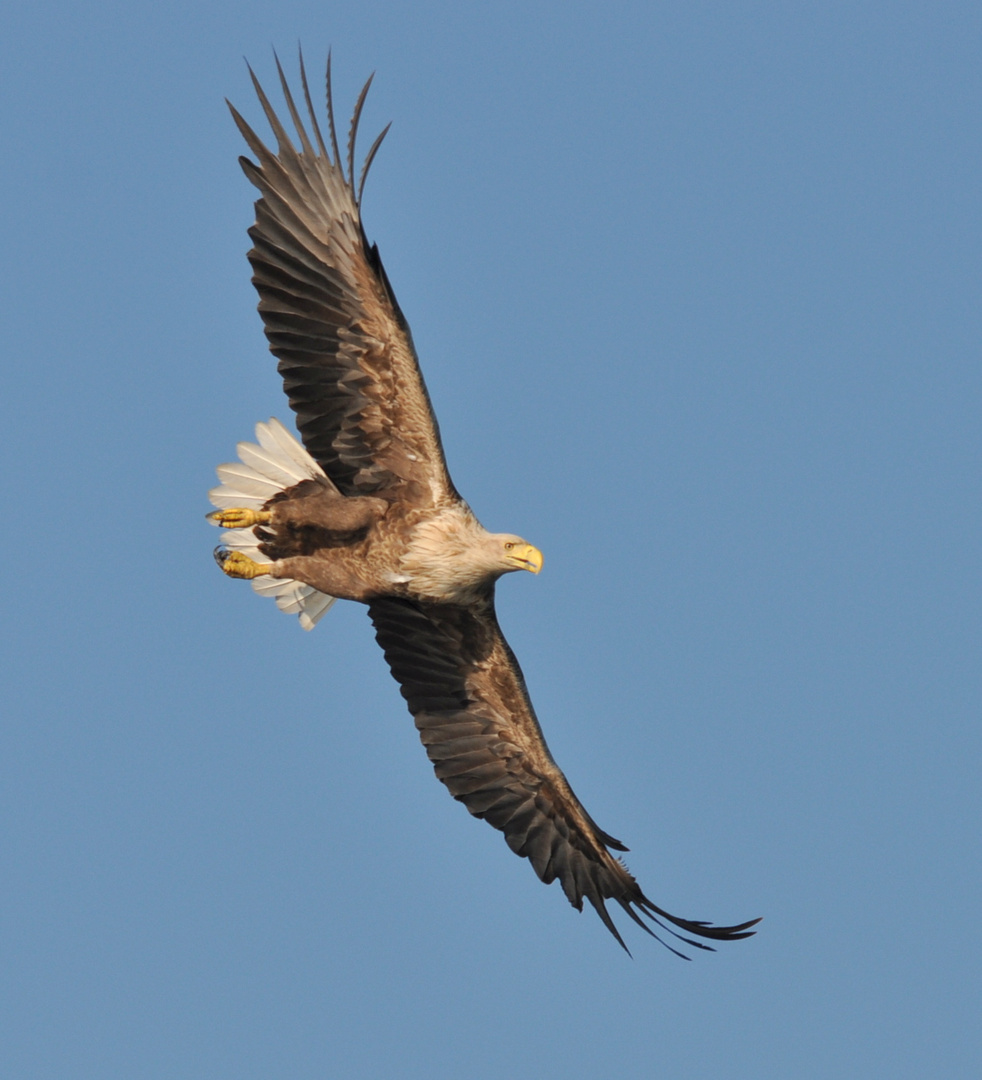 Seeadler