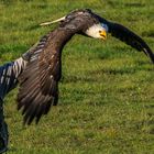 Seeadler