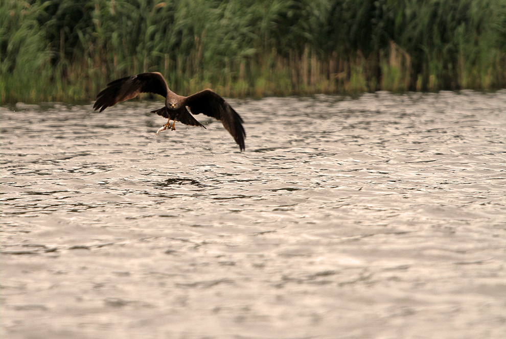 Seeadler ...