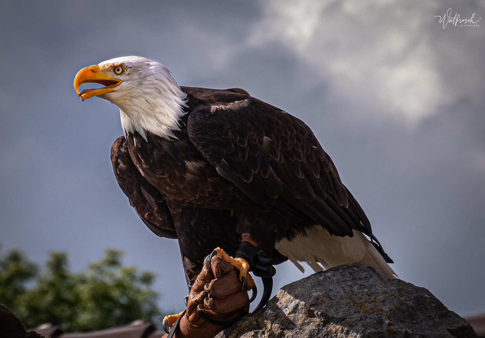 Seeadler