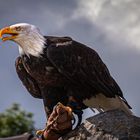 Seeadler