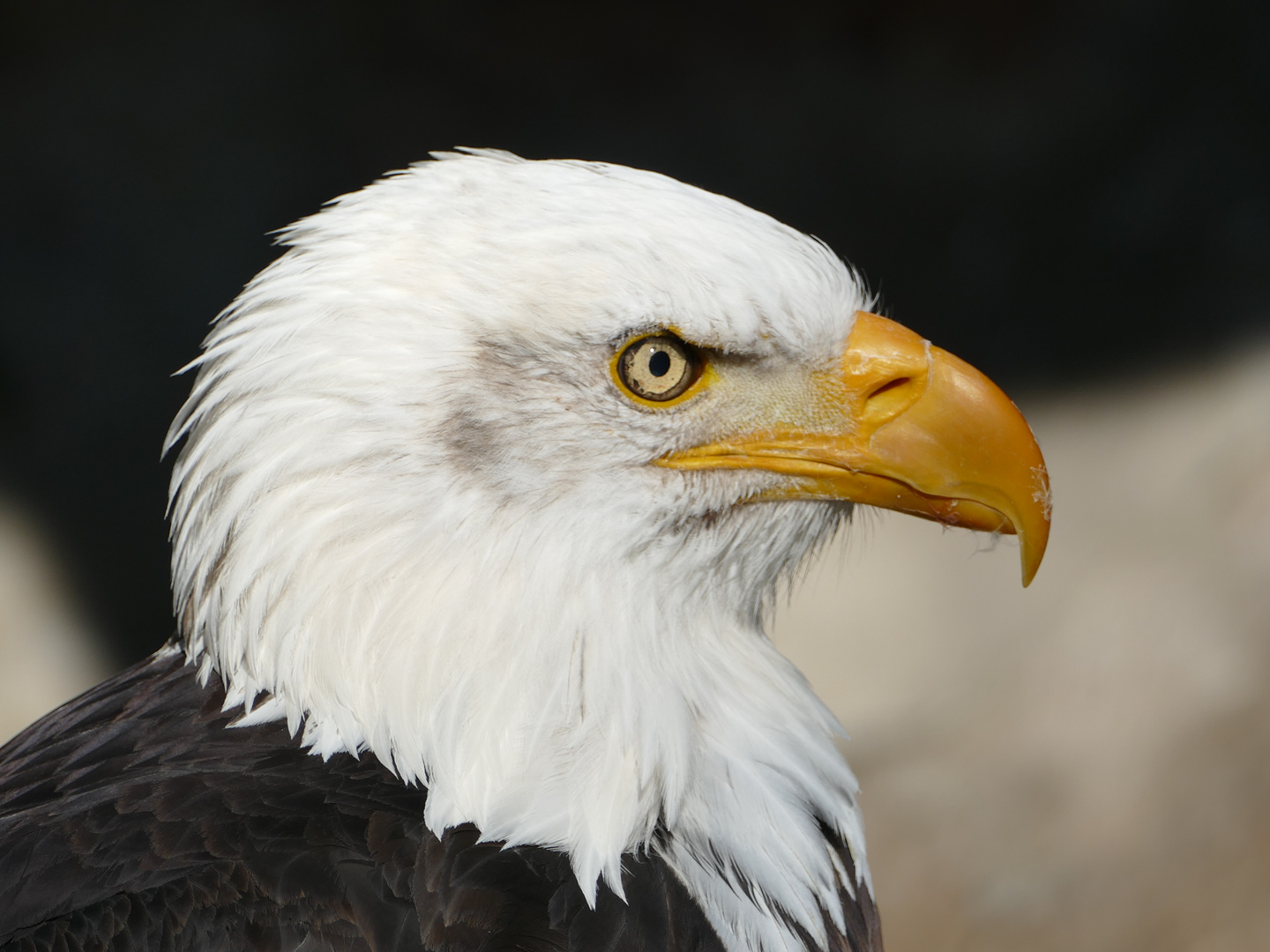 Seeadler