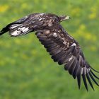 Seeadler