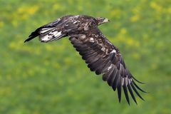 Seeadler