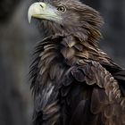 Seeadler